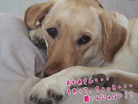 かなりご立腹のようで・・・