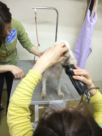 みんなでモツレを取り、毛玉を刈り、やっとバリカンが入るようになった