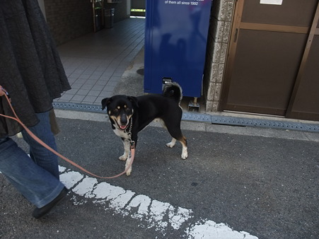 今からトライアルのこたろう君