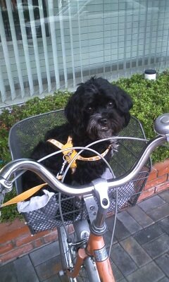 自転車