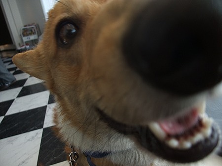 ドアップ!