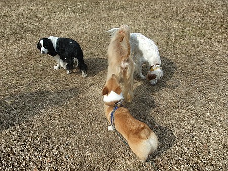基本的に、犬は好きです♪