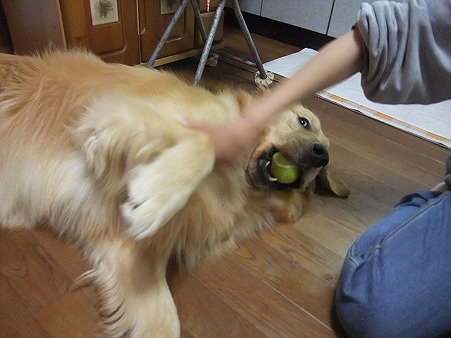 ボールが大好き!