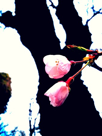 hanami