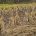 Photos: 稲刈りの跡…*ｄ