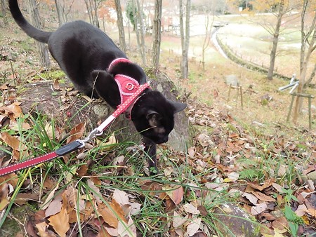 紅葉の終わり_黒猫チャンプ6