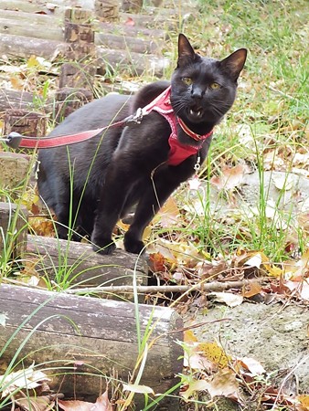 紅葉の終わり_黒猫チャンプ10