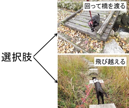 紅葉の終わり_黒猫チャンプ16