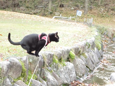 紅葉の終わり_黒猫チャンプ18