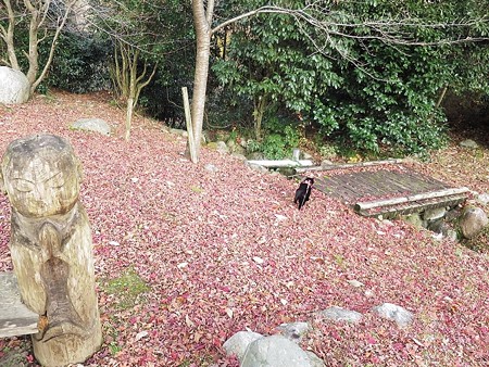 紅葉の終わり_黒猫チャンプ23