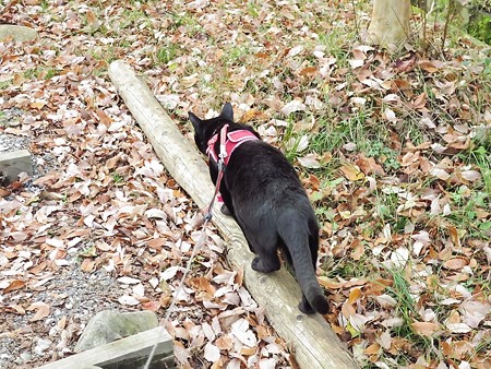 紅葉の終わり_黒猫チャンプ28