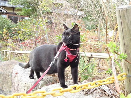 紅葉の終わり_黒猫チャンプ32