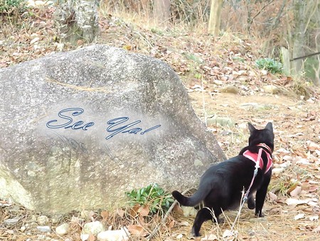 紅葉の終わり_黒猫チャンプ37
