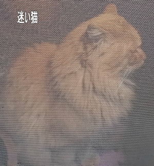 迷子の長毛茶猫３