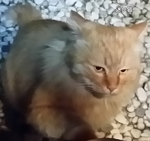 迷子の長毛茶猫５