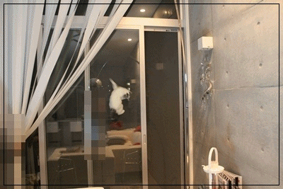 anigif