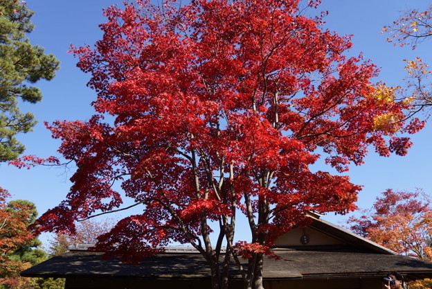 真赤に染まる紅葉の木!20141115
