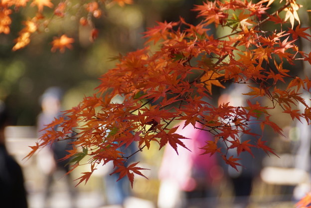 紅葉風景!20141115