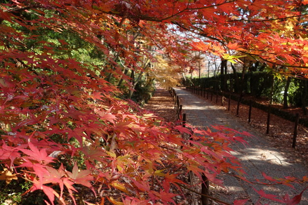 紅葉が彩る参道、光明寺2014