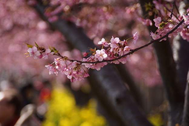 河津桜と菜の花2015