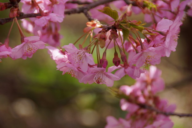 河津桜咲く2015g