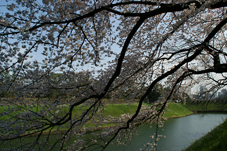千鳥ヶ淵の桜!(100403)