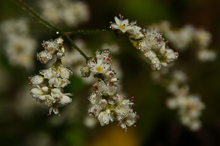 朝露に輝く、シャクチリ蕎麦の花!