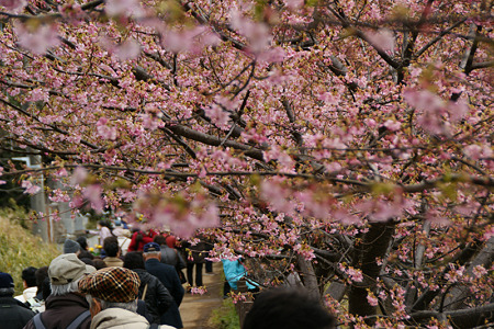 河津桜が見頃に!(110219)