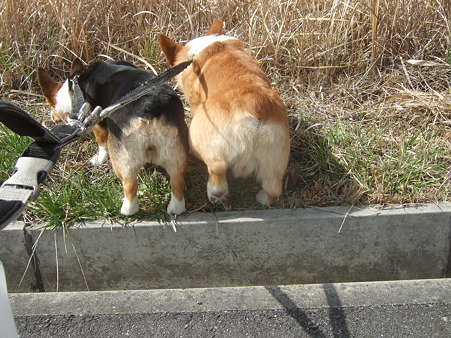 DSCF4510