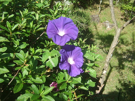 DSCF5550