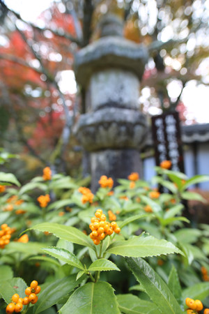 西明寺 - 03