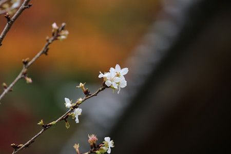 西明寺 - 23
