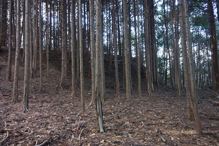 野間城 - 04
