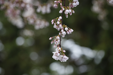 信濃比叡の桜 - 08