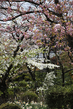 弥彦神社 - 06