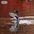 紅葉映す水面で羽ばたくマガモ（♂）