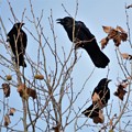 カラス3種揃い踏み