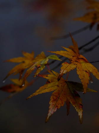 DSCF4982