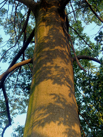 DSCF5373