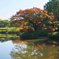 Photos: 171107_07_日本庭園の様子・S18200(昭和記念公園) (11)
