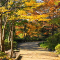 171107_07_日本庭園の様子・S18200(昭和記念公園) (24)