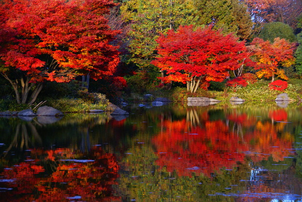 Photos: 昭和記念公園　日本庭園　紅葉