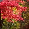 紅葉♪