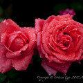 Rose-3725