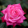 Rose-3732
