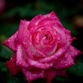 Rose-3739