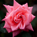 Rose-3745
