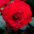 Rose-3755