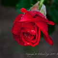 Photos: Rose-3757