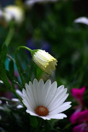IMGP8216